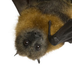 Bat1