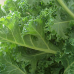 kale1