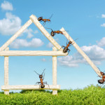 Ants