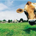 HappyCow