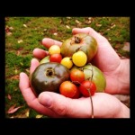 Even with tomatoes I've found beauty is only skin deep!
