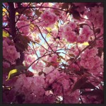 Green Diva HQ spring tree 2013