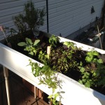 green diva mizar's repurposed dresser drawer into herb planter