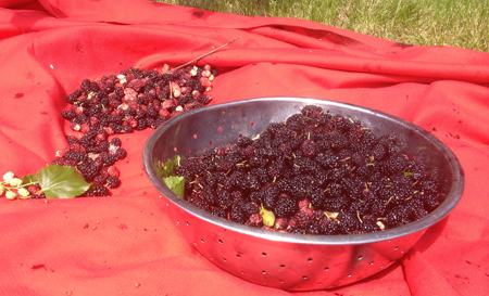 Mulberries 10