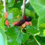 Mulberries 3