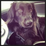Gorgeous Green Diva Gracie lovin the Toyota Prius Plugin