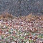 Green Diva Mizar's back yard getting ready for winter