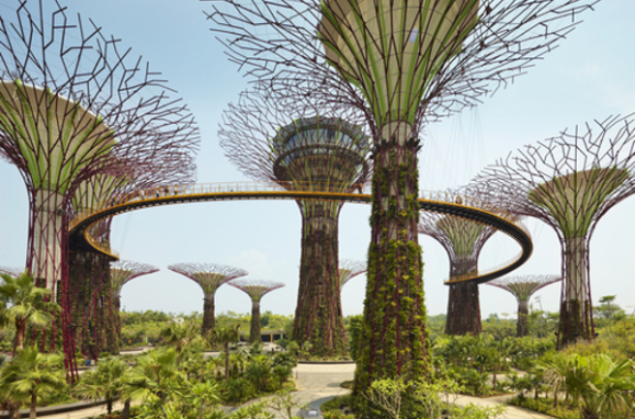 Singapore tree building