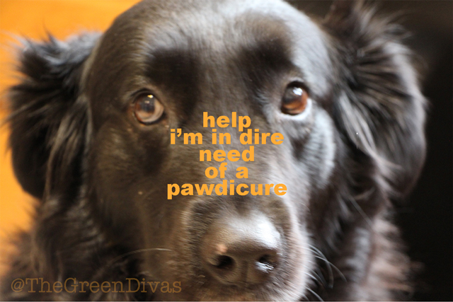 gracie gets a pawdicure on the green divas