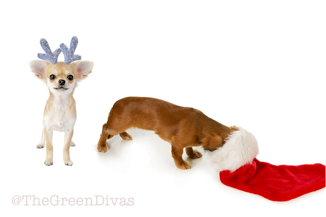 gift wrapping dogs for the holidays