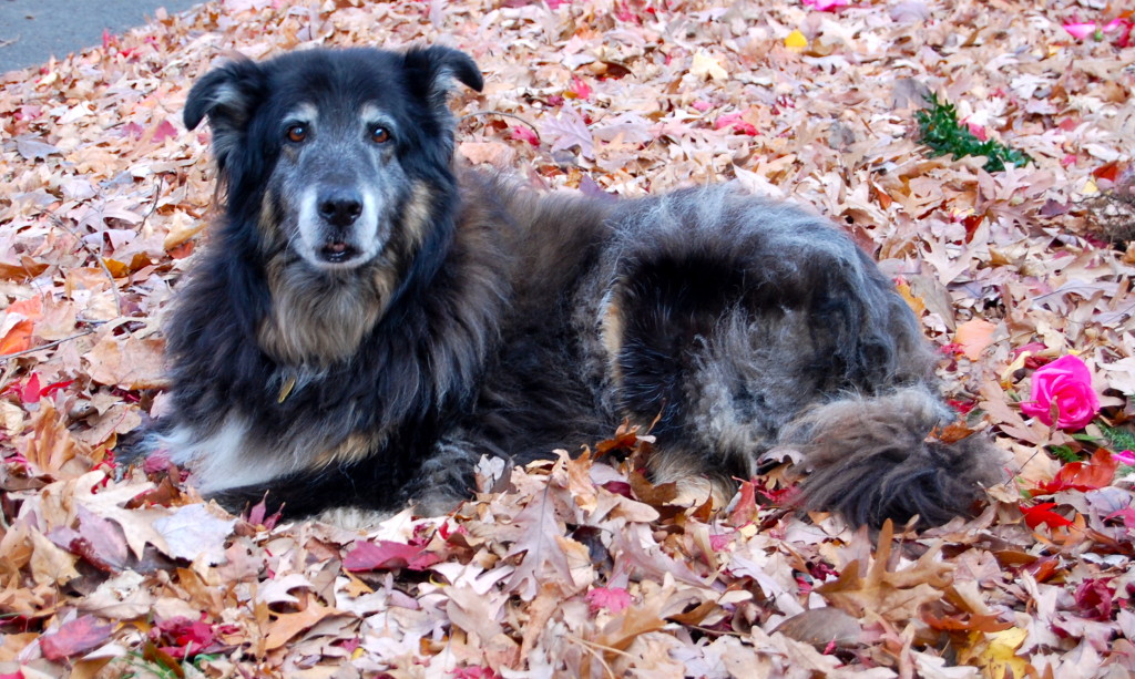 Cody - we adopted him for the kids but became my shadow, my "therapist", my fur-ball to cry on, my walking buddy, my friend.  I lost him 2-years ago.  He was 14.  Miss him!