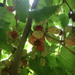 Mulberries 5