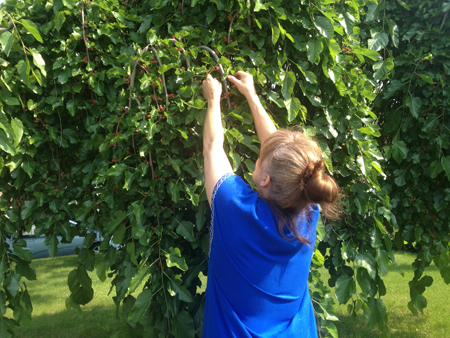 Green Diva Mizar picking mulberries in Toronto