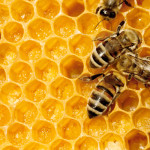 honey comb with busy bees