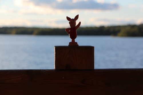 piglet at the lake house in maine
