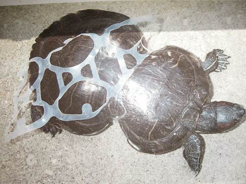 deformed turtle from plastic 6-pack ring