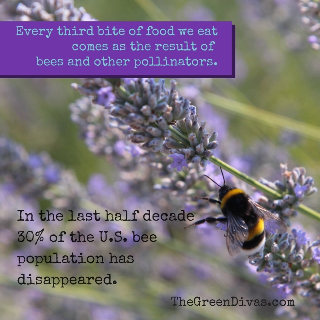 Save the bees! Every third bite of food we eat comes as (640x640)