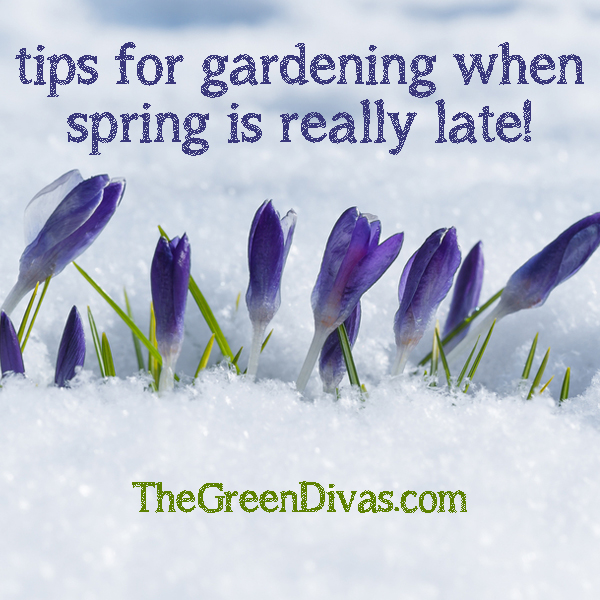 garden tips for a late spring