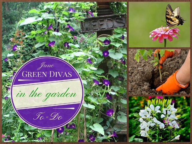 green divas june gardening IN the Garden (640x480)