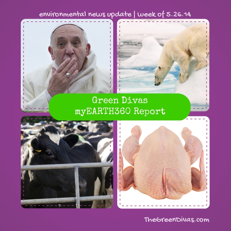 myearth360 report eco-pope and cow poop pollution