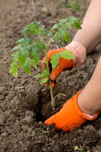 June Gardening: Tomato seedling