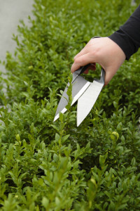 June gardening: trim hedges