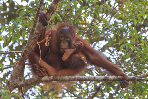baby orangutan palm oil