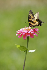 June Gardening: Butterfly