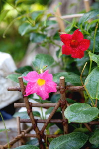 June gardening: Mandevilla can be over-wintered