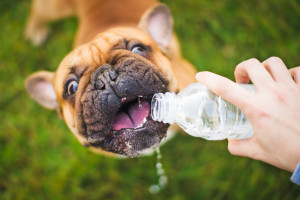 dog and water bottle on the green divas website