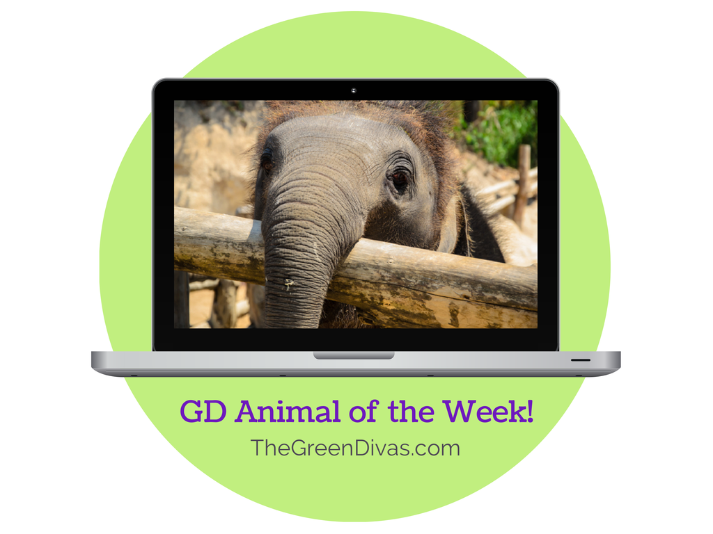 GD Animal of the week Baby Elephant logo