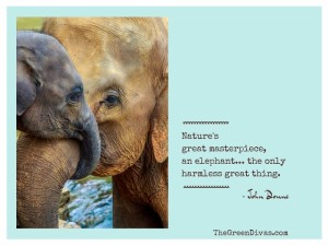 GD Animal of the Week: Baby Elephant Rescue – The Green Divas