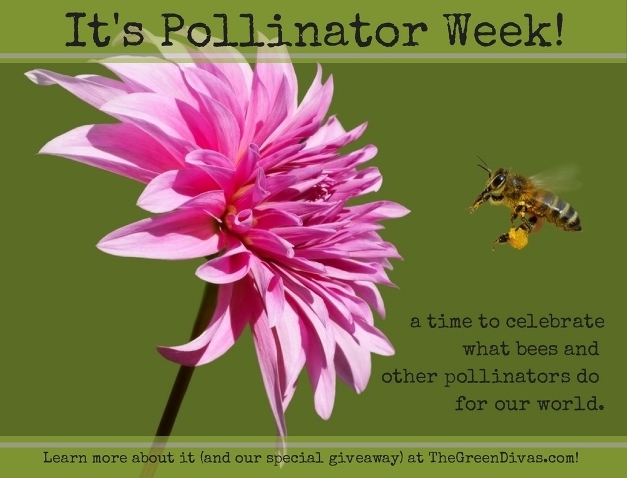 pollinator week and giveaway
