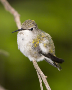 eco-friendly garden hummingbird