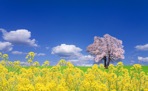 trees and flowers + climate change cause allergies 