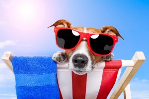 dog with sunglasses at summer beach
