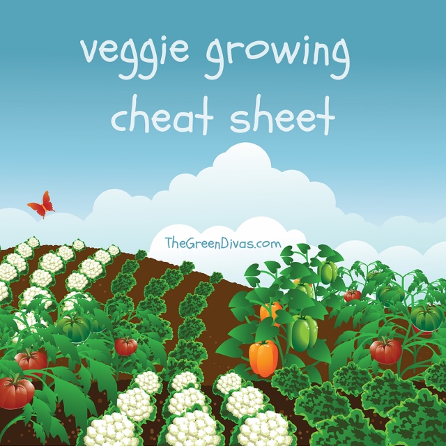 vegetable growing infographic