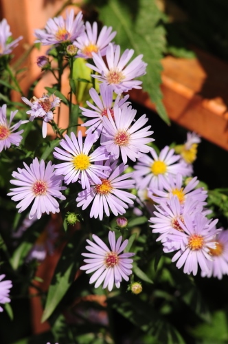 asters July gardening