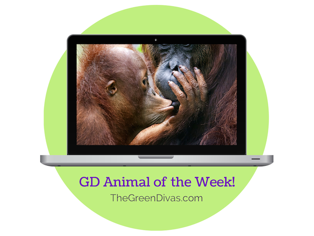 GD Animal of the week orangutan
