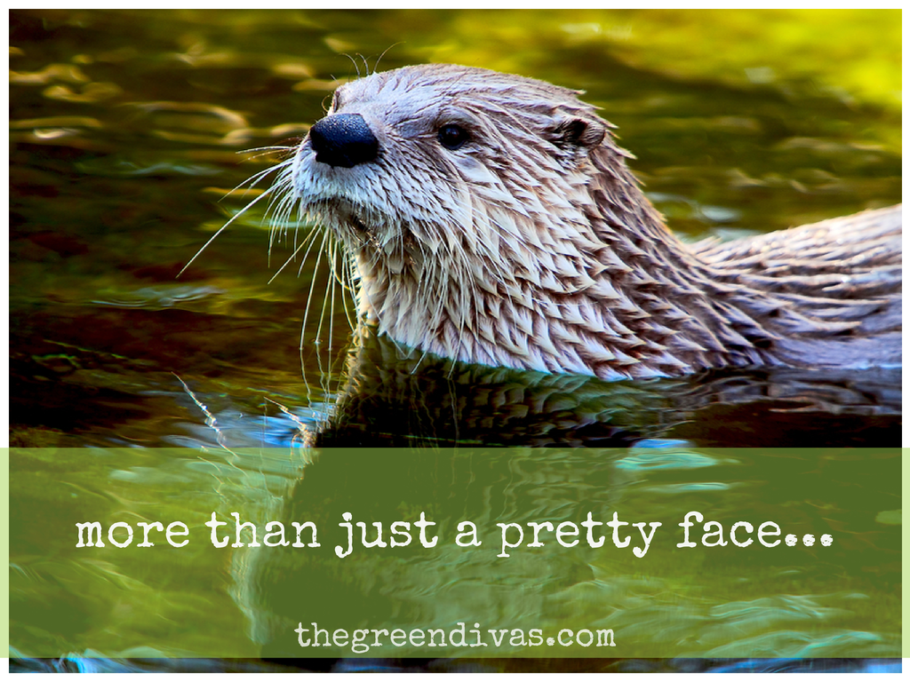 sea otter ... more than just a pretty face...-5