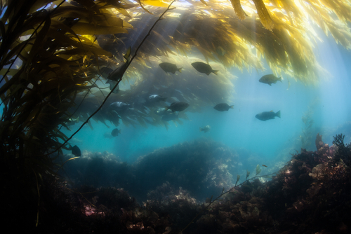 ocean kelp
