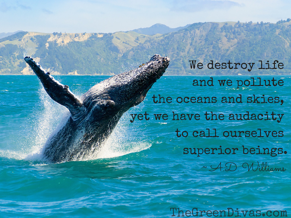whales and oceans quote