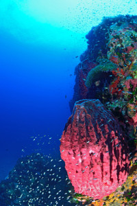 coral reefs and ocean acidification