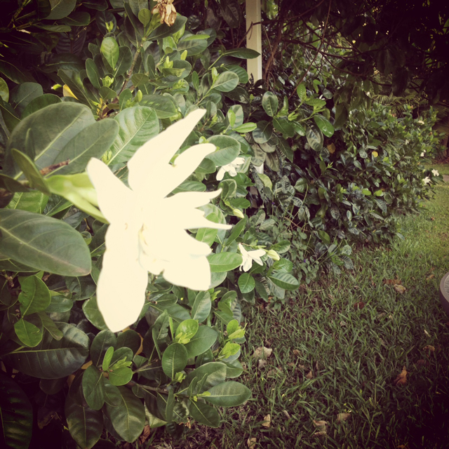 Gardenia Hedge in Hawaii - Green Divas