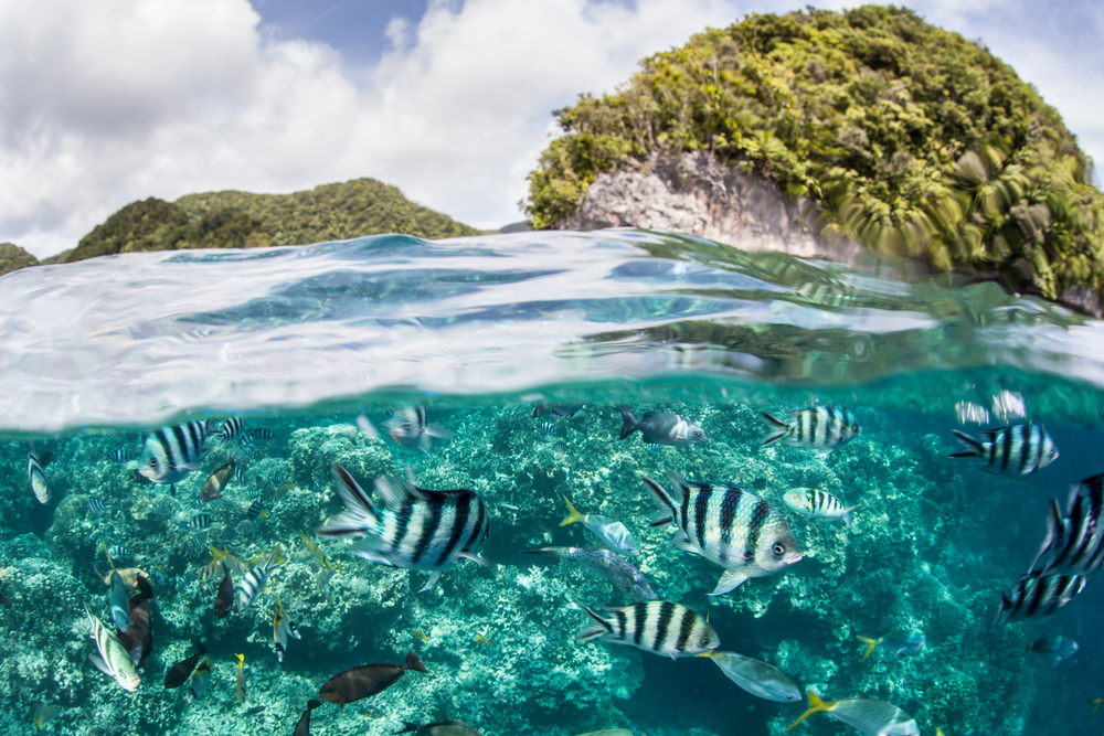 Damselfish swarm above a coral reef in Palau's inner lagoon. The scenic lagoon is characterized by hundreds of limestone islands. 