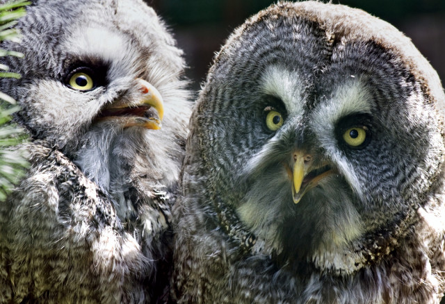 owls and rodenticides