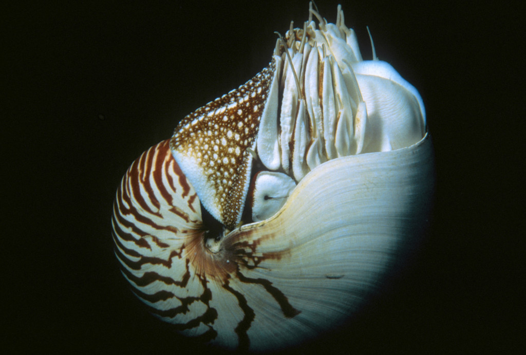 living shells