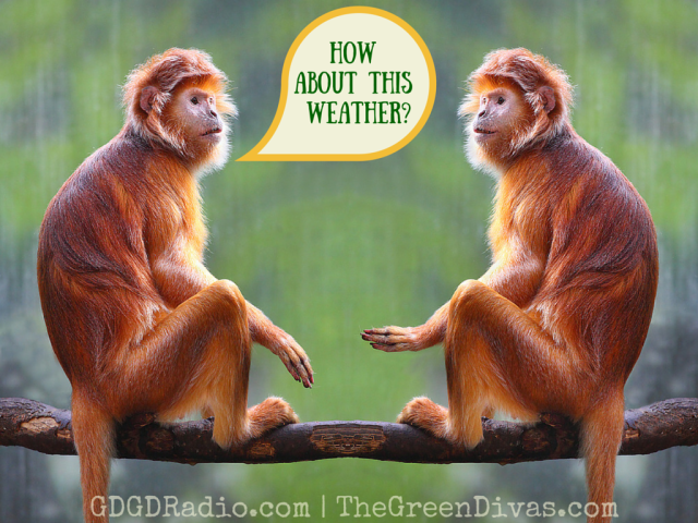 weather quotes with monkeys