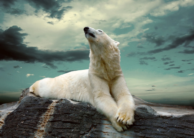 polar bear attack and climate change