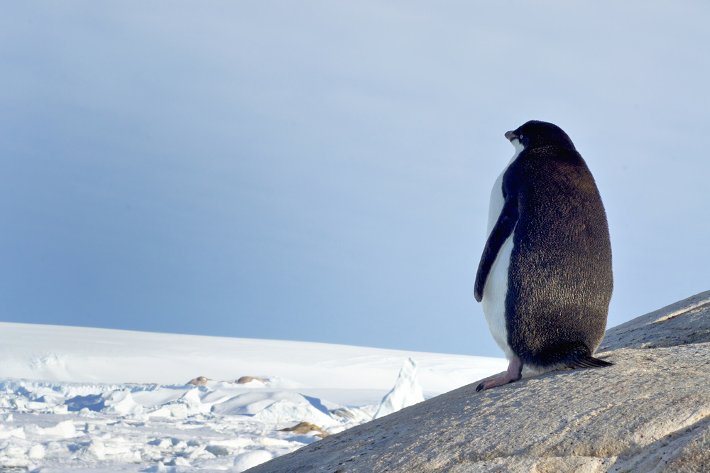 penguin on ice in winter
